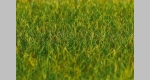 Gras / Grasfasern