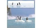 A-Set: Pinguine auf Eis H0