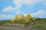 6 Forsythienstrucher 3-6 cm